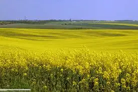 Зображення для оголошення Компанія Закуповує Ріпак