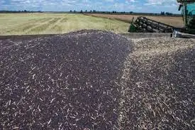 Зображення для оголошення Куплю Ріпак Гуртом по всій Україні.Самовивіз
