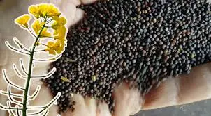 Зображення для оголошення Куплю Ріпак по всій Україні