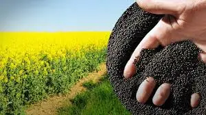 Зображення для оголошення Закупаю Рапс дорого по всій Україні