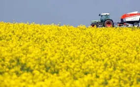 Зображення для оголошення Купимо Ріпак без ГМО по всій Україні