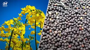 Зображення для оголошення Куплю Рапс Дорого Вся Украина