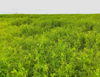 Зображення для оголошення Насіння гороху Вельвет 1 реп безкоштовна доставка