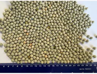 Зображення для оголошення Продаж ГОРОХ ЗЕЛЕНИЙ (Green Peas)
