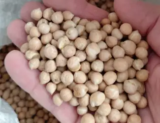 Зображення для оголошення Продам нут не калиброванный