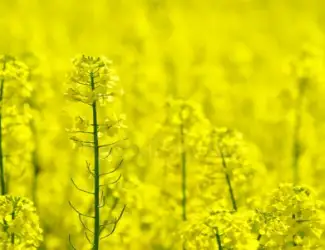 Зображення для оголошення Компанія здійснює закупівлю по всій території Украина