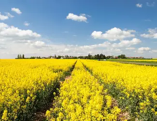 Зображення для оголошення Компанія Экспортер Закуповує дорого Ріпак Сою у Виробника