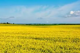 Зображення для оголошення Наша компанія постійно закуповує сільськогосподарські культури врожаю 2024–2025