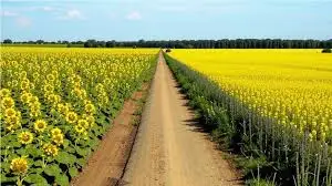 Зображення для оголошення Куплю Сою Ріпак Соняшник по всій Україні