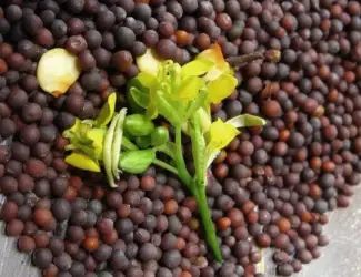 Зображення для оголошення Куплю гірчицю