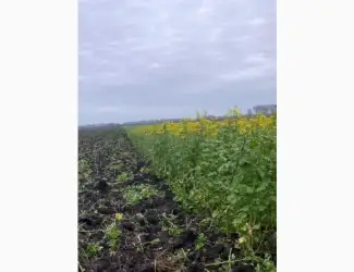 Зображення для оголошення Продам гірчицю жовту