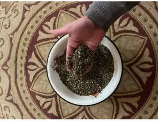 Зображення для оголошення Купую махорочне тютюнове стебло