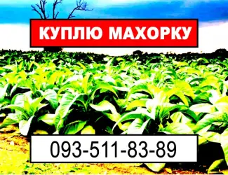 Зображення для оголошення Махорка