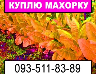 Зображення для оголошення Закупка махорки