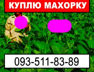 Зображення для оголошення Куплю хорошую махорку для личного использования