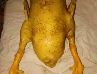 Зображення для оголошення Продам мясо утки, тушка