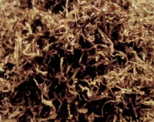 Зображення для оголошення Продам Берлі тютюн