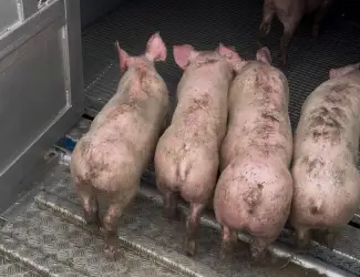 Зображення для оголошення Продам поросят ГИНЕТИКА PIC