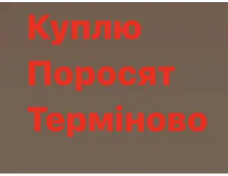 Зображення для оголошення Куплю з вашого господарства поросят свиней