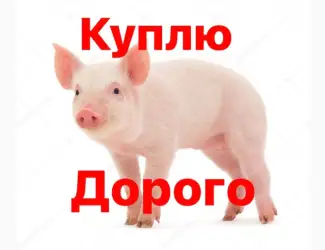 Зображення для оголошення Куплю поросят
