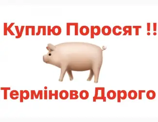 Зображення для оголошення Куплю поросята свині