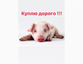 Зображення для оголошення За купляємо поросят різною вагою свині