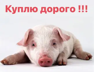 Зображення для оголошення Поросята закупка поросят по всій Україні