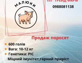 Зображення для оголошення Продаж поросят