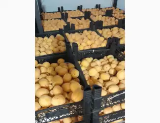 Зображення для оголошення Продам Абрикоси з Туреччини