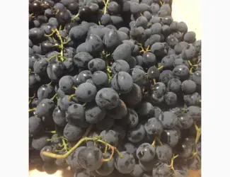 Зображення для оголошення Продам столовий виноград
