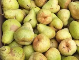 Зображення для оголошення Груша продаж