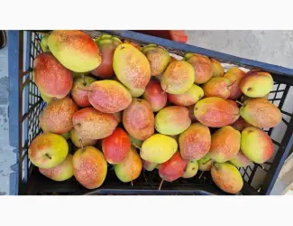 Зображення для оголошення Продам грушу киргизька красуня