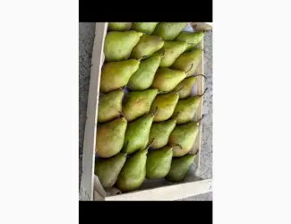 Зображення для оголошення Продам грушу нояберська