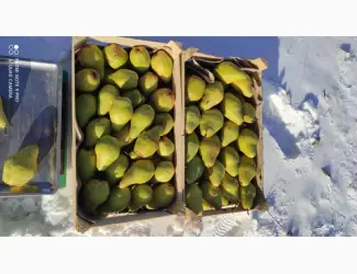 Зображення для оголошення Продам грушу Ноябрьська