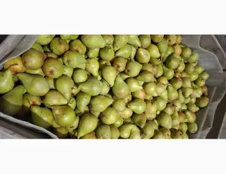 Зображення для оголошення Продам гарну грушу