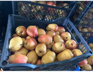 Зображення для оголошення Продам зимову грушу