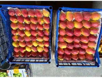 Зображення для оголошення Продам грушу киргизька