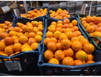 Зображення для оголошення Продам мандарин Турція