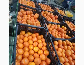 Зображення для оголошення Мандарин Нова