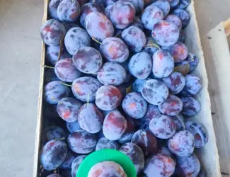 Зображення для оголошення Продам сливу Віжен