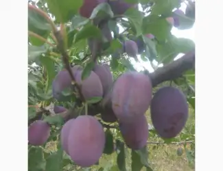 Зображення для оголошення Продам сливы
