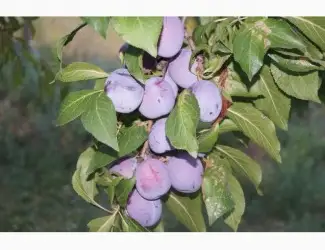 Зображення для оголошення Продам сливу