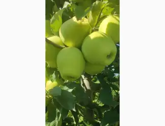 Зображення для оголошення Продам яблука