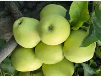 Зображення для оголошення Продам яблука