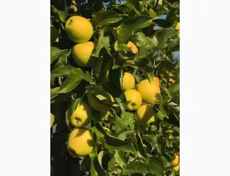 Зображення для оголошення Продам яблуневий сад