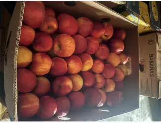 Зображення для оголошення Продам яблуко Айдаред