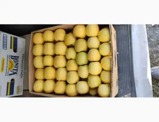 Зображення для оголошення Продам яблука Пінова Флоріна Айдаред Чемпіон Ліголь Голден