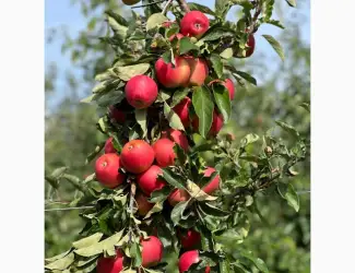 Зображення для оголошення Продам яблука