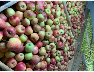 Зображення для оголошення Продам яблука