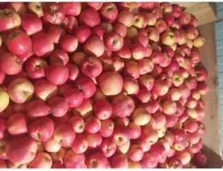Зображення для оголошення Продам яблука холодильниик